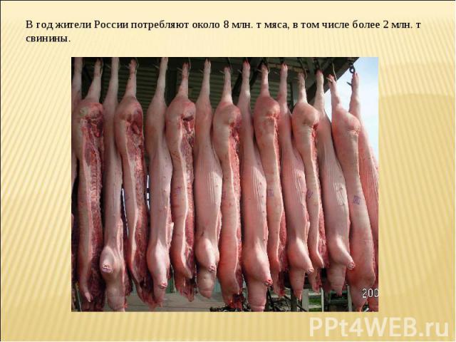 В год жители России потребляют около 8 млн. т мяса, в том числе более 2 млн. т свинины.