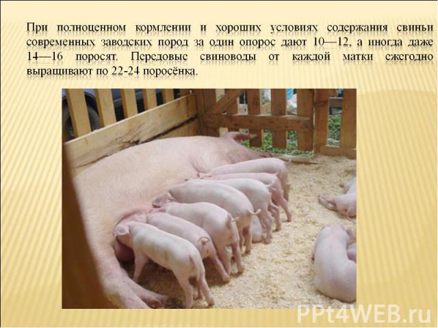 При полноценном кормлении и хороших условиях содержания свиньи современных заводских пород за один опорос дают 10—12, а иногда даже 14—16 поросят. Передовые свиноводы от каждой матки ежегодно выращивают по 22-24 поросёнка.