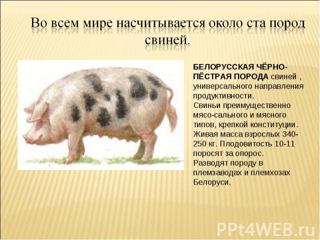 Во всем мире насчитывается около ста пород свиней. БЕЛОРУССКАЯ ЧЁРНО-ПЁСТРАЯ ПОРОДА свиней , универсального направления продуктивности. Свиньи преимущественно мясо-сального и мясного типов, крепкой конституции. Живая масса взрослых 340-250 кг. Плодо…