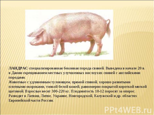 ЛАНДРАС специализированная беконная порода свиней. Выведена в начале 20 в. в Дании скрещиванием местных улучшенных вислоухих свиней с английскими породами. Животные с удлиненным туловищем, прямой спиной, хорошо развитыми плотными окороками, тонкой б…