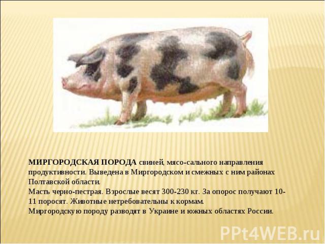 МИРГОРОДСКАЯ ПОРОДА свиней, мясо-сального направления продуктивности. Выведена в Миргородском и смежных с ним районах Полтавской области. Масть черно-пестрая. Взрослые весят 300-230 кг. За опорос получают 10-11 поросят. Животные нетребовательны к ко…