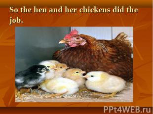 So the hen and her chickens did the job.