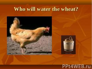 Who will water the wheat?