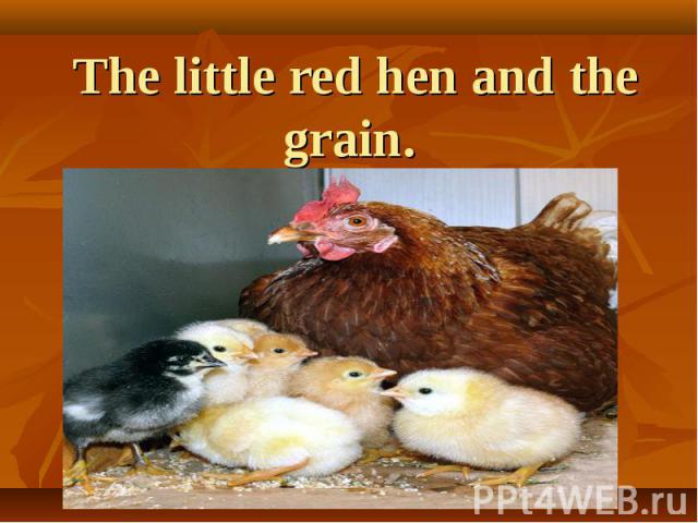 The little red hen and the grain