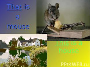 That is a mouse This is a house