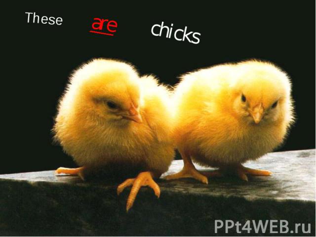 These are chicks
