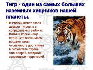 Тигр - один из самых больших наземных хищников нашей планеты. В России живет око