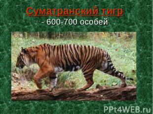 Суматранский тигр - 600-700 особей