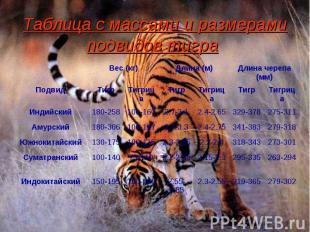Таблица с массами и размерами подвидов тигра