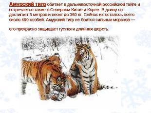 Амурский тигр обитает в дальневосточной российской тайге и встречается также в С