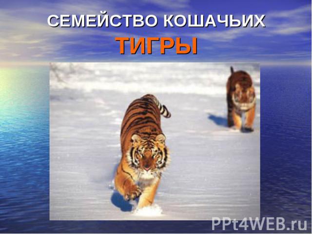 Семейство кошачьих тигры
