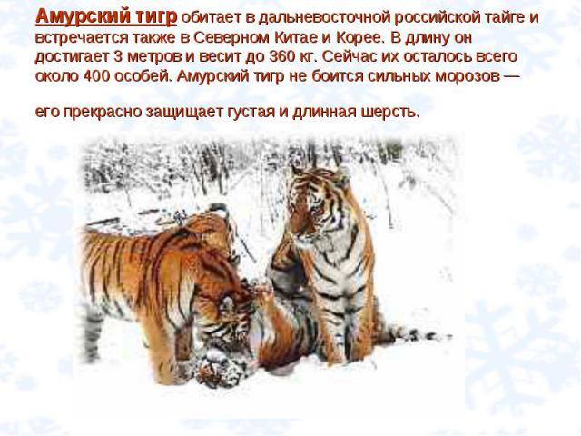 Амурский тигр обитает в дальневосточной российской тайге и встречается также в Северном Китае и Корее. В длину он достигает 3 метров и весит до 360 кг. Сейчас их осталось всего около 400 особей. Амурский тигр не боится сильных морозов — его прекрасн…