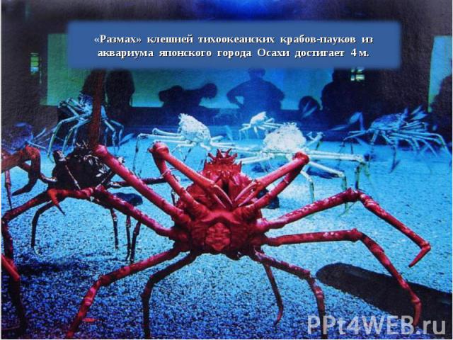 «Размах» клешней тихоокеанских крабов-пауков из аквариума японского города Осахи достигает 4 м.