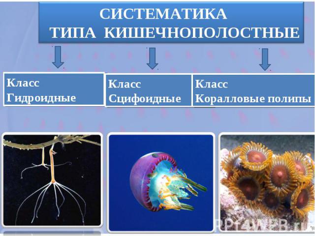 СИСТЕМАТИКА ТИПА КИШЕЧНОПОЛОСТНЫЕ Класс Гидроидные Класс Сцифоидные Класс Коралловые полипы