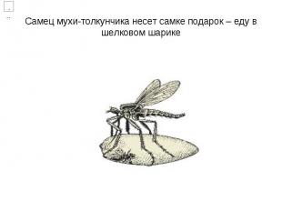Самец мухи-толкунчика несет самке подарок – еду в шелковом шарике
