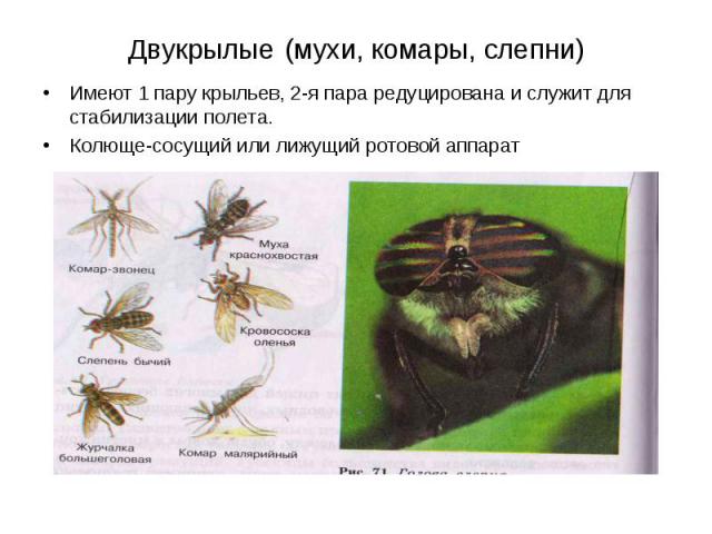 Двукрылые (мухи, комары, слепни) Имеют 1 пару крыльев, 2-я пара редуцирована и служит для стабилизации полета. Колюще-сосущий или лижущий ротовой аппарат