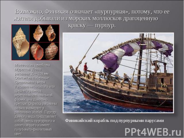 Возможно, Финикия означает «пурпурная», потому, что ее жители добывали из морских моллюсков драгоценную краску — пурпур. Моллюск из семейства Мурексов. Длина раковины 35 – 108 мм. Обитает на побережье Средиземного моря. Раковина небольшого или средн…