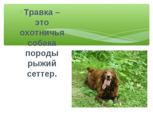 Травка – это охотничья собака породы рыжий сеттер.