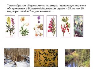 Таким образом общее количество видов, подлежащих охране и обнаруженных в Большом