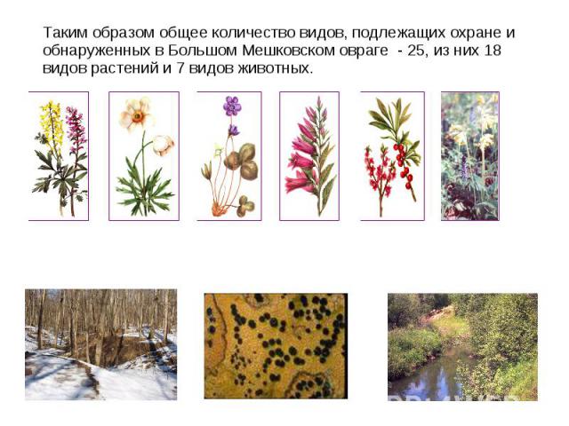Таким образом общее количество видов, подлежащих охране и обнаруженных в Большом Мешковском овраге - 25, из них 18 видов растений и 7 видов животных.