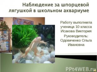 Наблюдение за шпорцевой лягушкой в школьном аквариуме Работу выполнила ученица 1