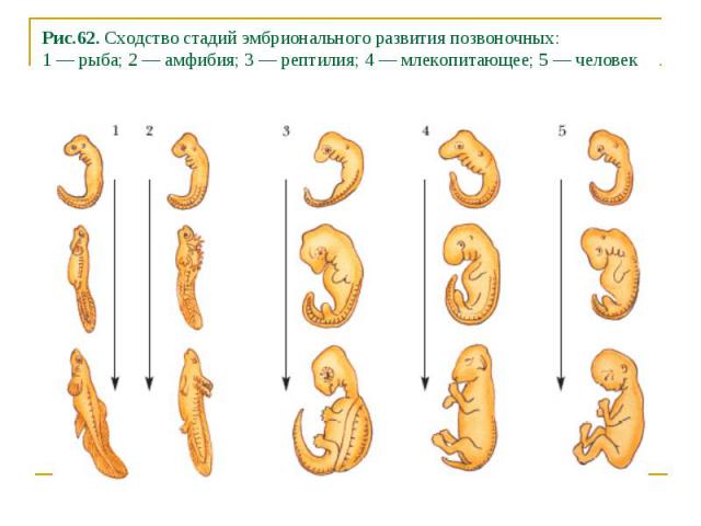 Рис.62. Сходство стадий эмбрионального развития позвоночных: 1 — рыба; 2 — амфибия; 3 — рептилия; 4 — млекопитающее; 5 — человек