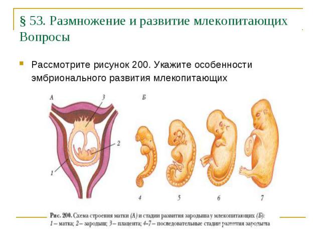 § 53. Размножение и развитие млекопитающих Вопросы Рассмотрите рисунок 200. Укажите особенности эмбрионального развития млекопитающих