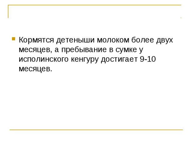 Кормятся детеныши молоком более двух месяцев, а пребывание в сумке у исполинского кенгуру достигает 9-10 месяцев.