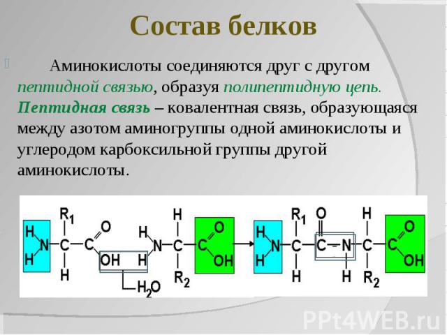 Состав белков Аминокислоты соединяются друг с другом пептидной связью, образуя полипептидную цепь. Пептидная связь – ковалентная связь, образующаяся между азотом аминогруппы одной аминокислоты и углеродом карбоксильной группы другой аминокислоты.