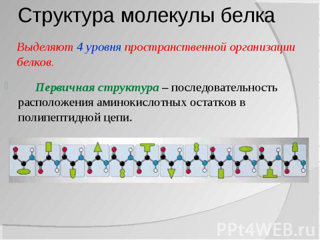 Структура молекулы белка Выделяют 4 уровня пространственной организации белков. Первичная структура – последовательность расположения аминокислотных остатков в полипептидной цепи.