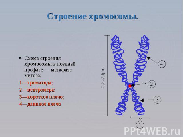 Изменение строения хромосом