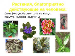 Растения, благоприятно действующие на человека: Спатифиллум, бегония, фиалка, ка