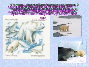 Животный мир Арктики. Медведь – прекрасный пловец, он охотится за рыбой и тюленя