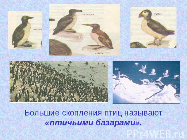 Большие скопления птиц называют «птичьими базарами».