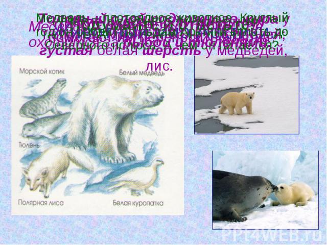 Животный мир Арктики. Медведь – прекрасный пловец, он охотится за рыбой и тюленями.