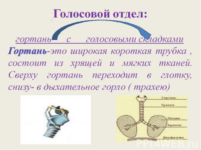 Голосовой отдел: гортань с голосовыми складками Гортань-это широкая короткая трубка , состоит из хрящей и мягких тканей. Сверху гортань переходит в глотку, снизу- в дыхательное горло ( трахею)