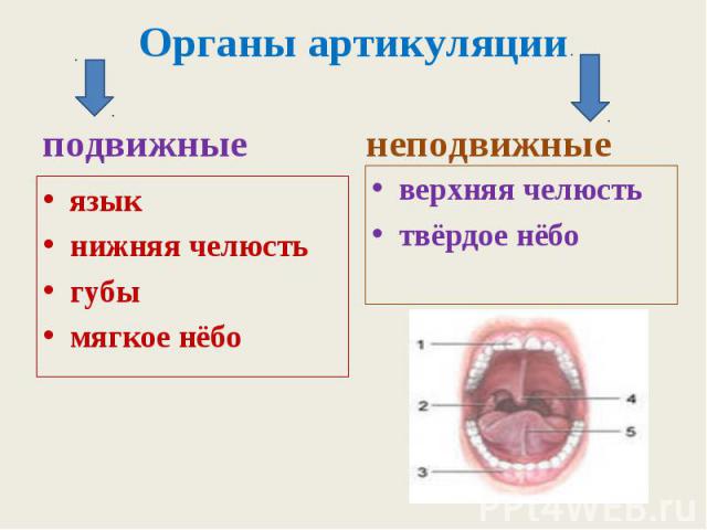 Органы артикуляции подвижные язык нижняя челюсть губы мягкое нёбо неподвижные верхняя челюсть твёрдое нёбо
