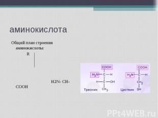 аминокислота Общий план строения аминокислоты: R H2N- CH-COOH