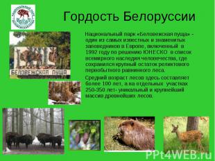 Гордость Белоруссии Национальный парк «Беловежская пуща» - один из самых известн