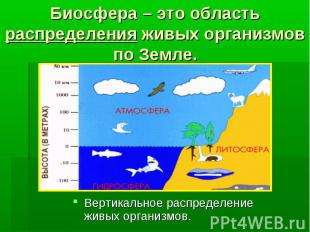 Биосфера – это область распределения живых организмов по Земле. Вертикальное рас