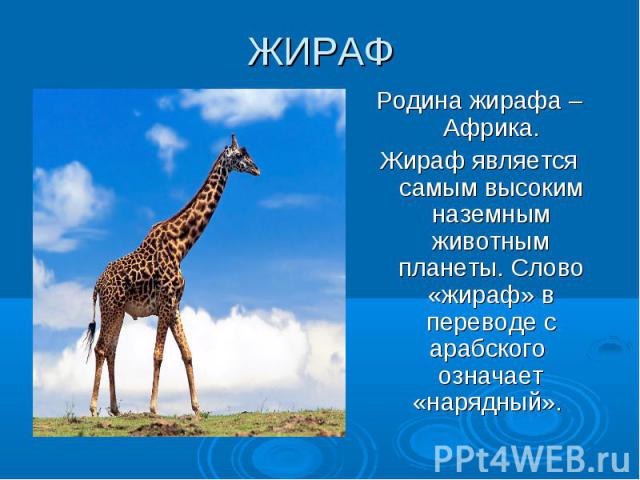 ЖИРАФ Родина жирафа –Африка. Жираф является самым высоким наземным животным планеты. Слово «жираф» в переводе с арабского означает «нарядный».