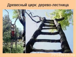 Древесный цирк: дерево-лестница
