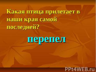 Какая птица прилетает в наши края самой последней?перепел