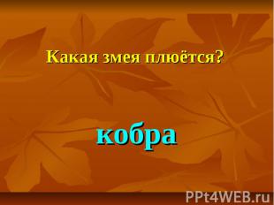 Какая змея плюётся? кобра