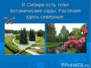 В Сибири есть тоже ботанические сады. Растения здесь северные.