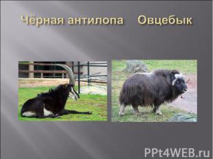 Чёрная антилопа Овцебык
