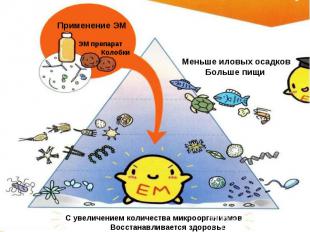 С увеличением количества микроорганизмов Восстанавливается здоровье экосистемы М