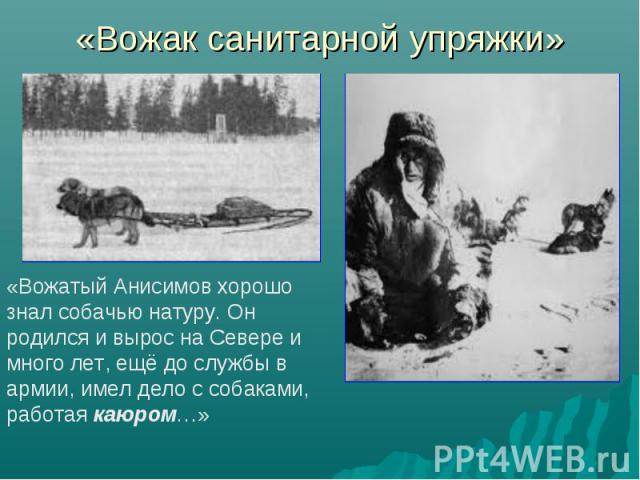 «Вожак санитарной упряжки» «Вожатый Анисимов хорошо знал собачью натуру. Он родился и вырос на Севере и много лет, ещё до службы в армии, имел дело с собаками, работая каюром…»