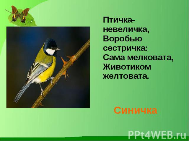 Птичка-невеличка, Воробью сестричка: Сама мелковата, Животиком желтовата. Синичка