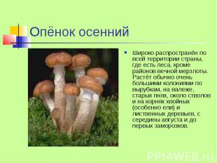 Опёнок осенний Широко распространён по всей территории страны, где есть леса, кр